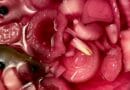 syltede rødløg opskrift eddike citron sukker søde lækre til burger røde løg pickles