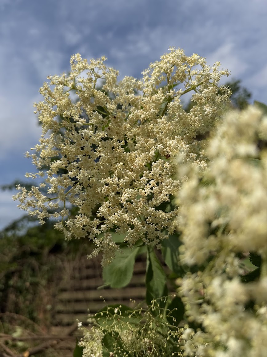 Hyldeblomst opskrift på hjemmelavet hyldeblomstsaft hyldeblomst saft hjemmelavet hvordan laver man god måde