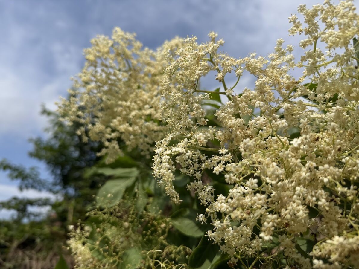 Hyldeblomst