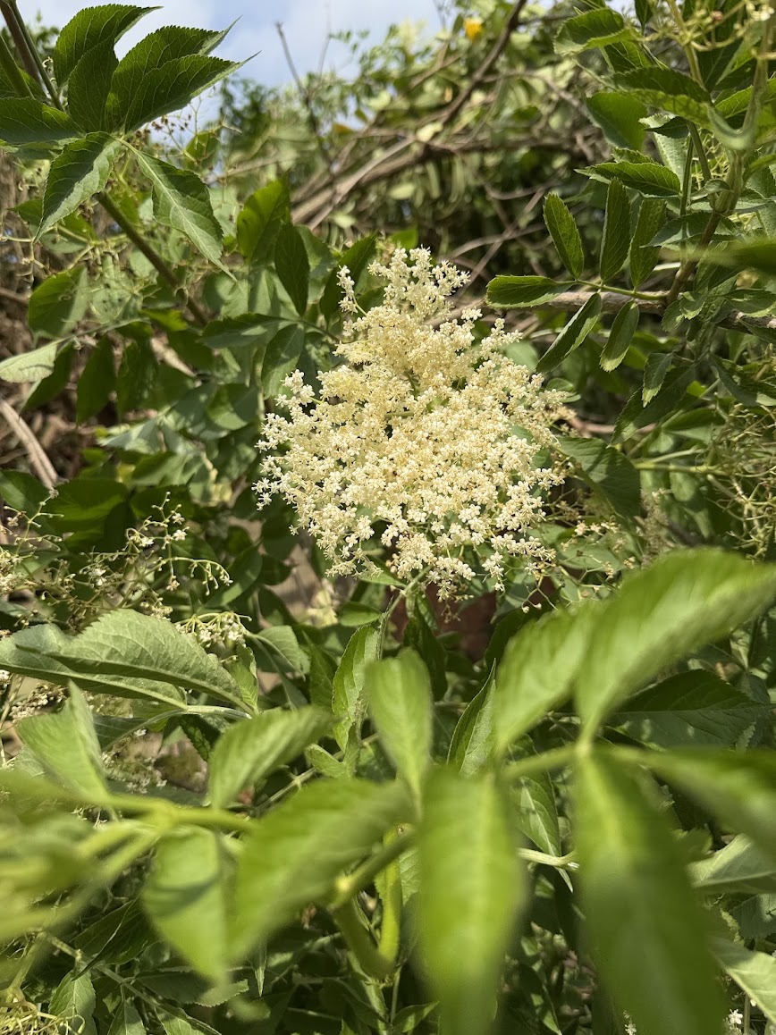 De flotte hyldeblomster opskrift på hjemmelavet hyldeblomstsaft hyldeblomst saft hjemmelavet hvordan laver man god måde
