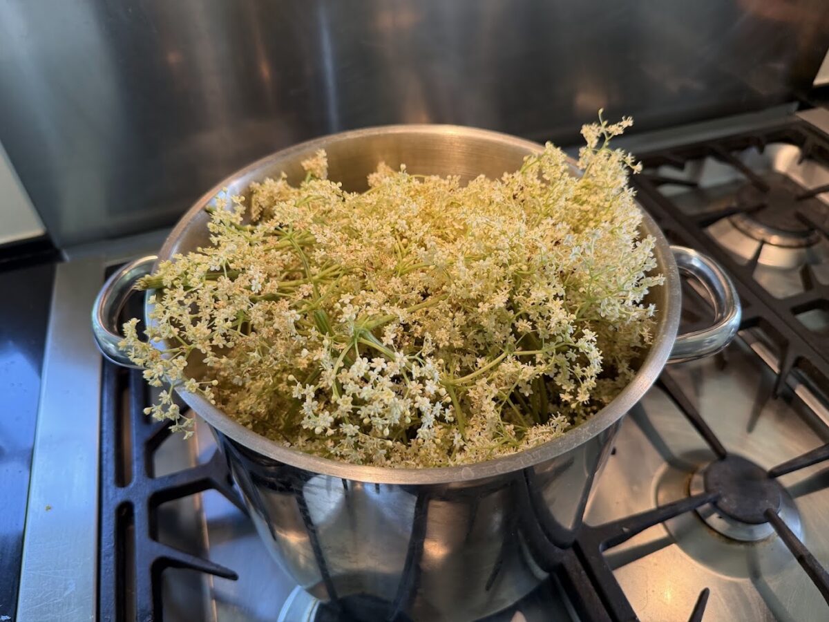 Nip de grønne "stilke" af, da de er lidt bitre. Ryst dem for dyr. opskrift på hjemmelavet hyldeblomstsaft hyldeblomst saft hjemmelavet hvordan laver man god måde